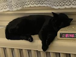 Lost Female Cat last seen Liebig Avenue between 261 and 263 Street, The Bronx, NY 10471