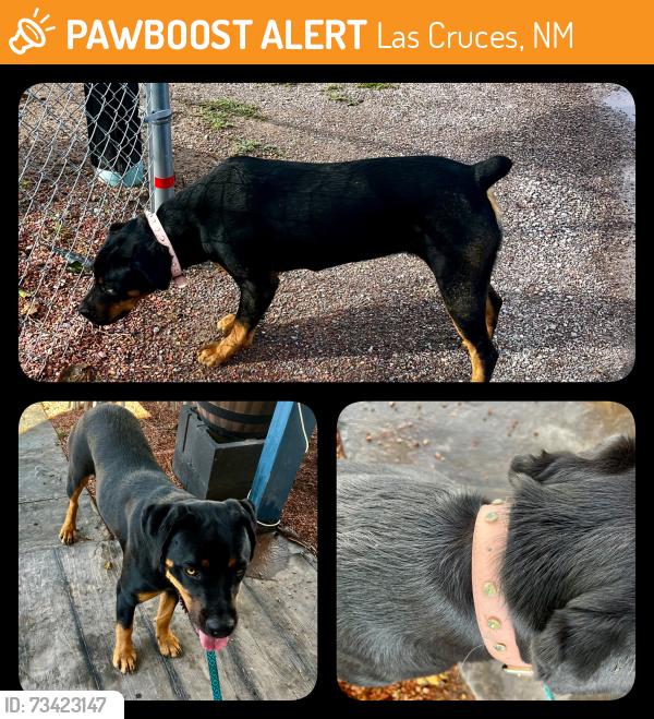 Found/Stray Female Dog last seen Apple View Pl, Las Cruces, NM 88007