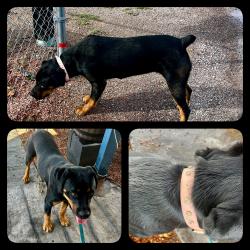 Found/Stray Female Dog last seen Apple View Pl, Las Cruces, NM 88007
