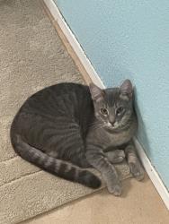 Reunited Female Cat last seen Near Helix St, Spring Valley, CA 91977, USA, Spring Valley, CA 91977