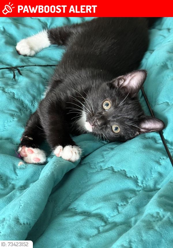 Lost Female Cat last seen BN18PL, Brighton and Hove, England BN1 8PL