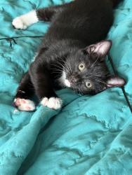 Lost Female Cat last seen BN18PL, Brighton and Hove, England BN1 8PL