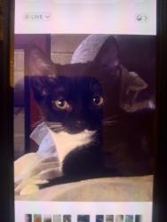 Lost Female Cat last seen Near Catawba St, Belmont, NC 28012