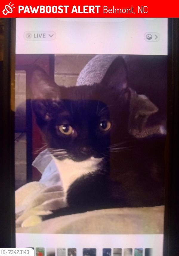 Lost Female Cat last seen Near Catawba St, Belmont, NC 28012
