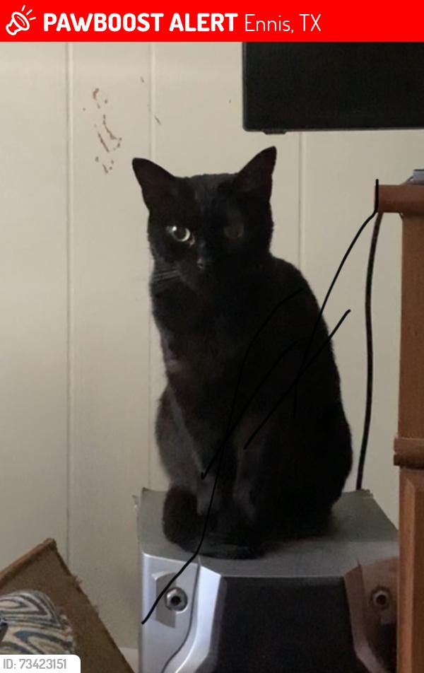 Lost Female Cat last seen At home on Lyndale Drive in Ennis, Ennis, TX 75119