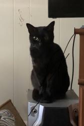 Lost Female Cat last seen At home on Lyndale Drive in Ennis, Ennis, TX 75119