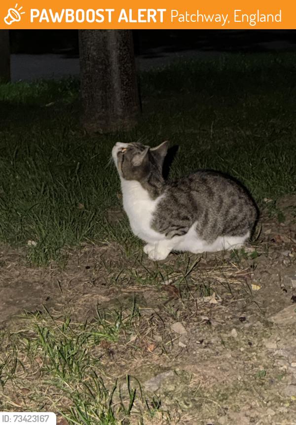 Found/Stray Female Cat last seen High Six Gardens grassy area, Patchway, England 