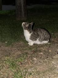 Found/Stray Female Cat last seen High Six Gardens grassy area, Patchway, England 