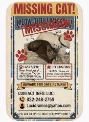 Lost Female Cat last seen Hopper rd, Houston, TX 77037