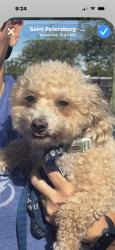 Found/Stray Female Dog last seen 1st Ave S., St. Petersburg, FL, St. Petersburg, FL 33701