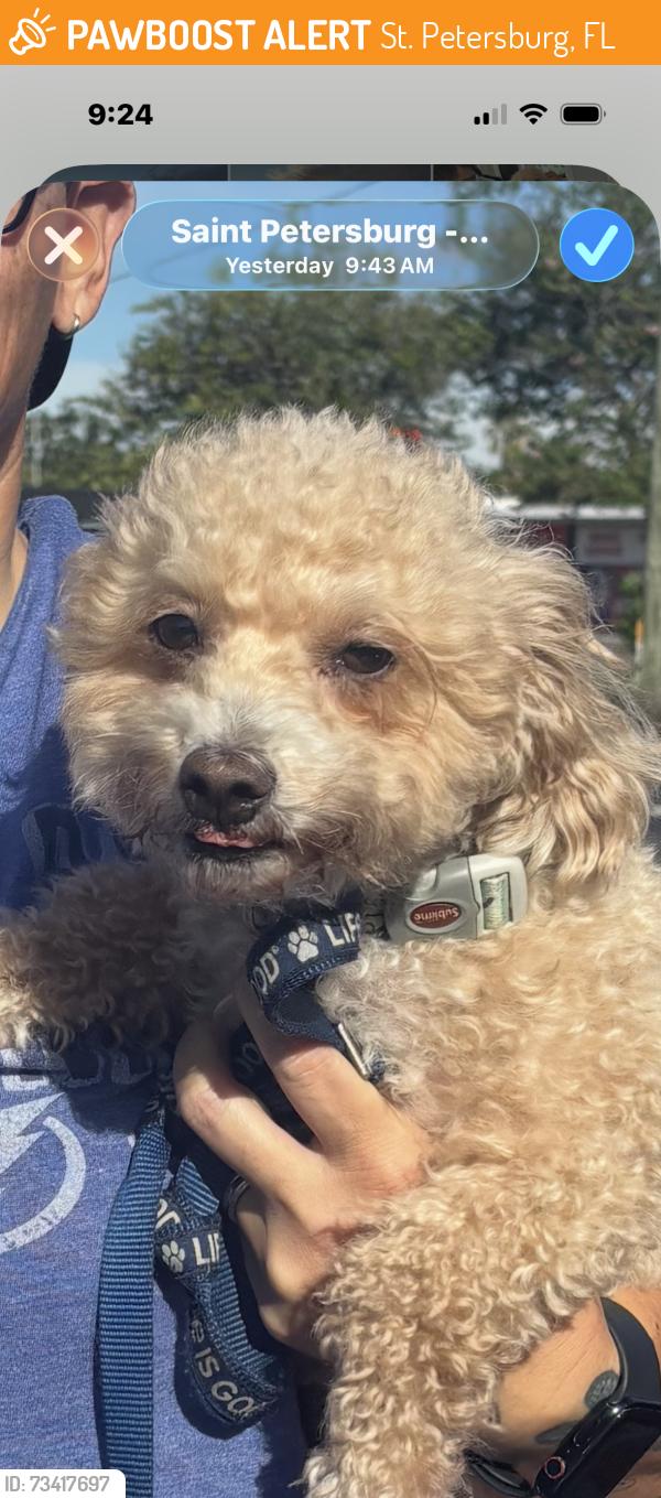 Found/Stray Female Dog last seen 1st Ave S., St. Petersburg, FL, St. Petersburg, FL 33701