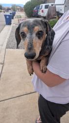 Found/Stray Male Dog last seen Mesa arenoso, amole mesa, Albuquerque, NM 87121