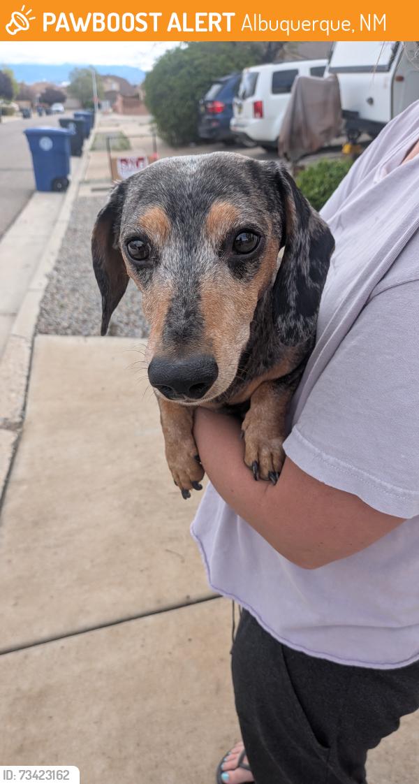 Found/Stray Male Dog last seen Mesa arenoso, amole mesa, Albuquerque, NM 87121