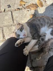 Lost Male Cat last seen Koniewicz st, Bridgeport, PA 19405