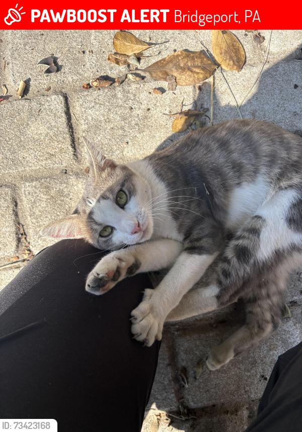 Lost Male Cat last seen Koniewicz st, Bridgeport, PA 19405