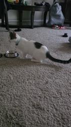 Found/Stray Female Cat last seen Greenside rd and crestfield rd, Shelby County, TN 38053