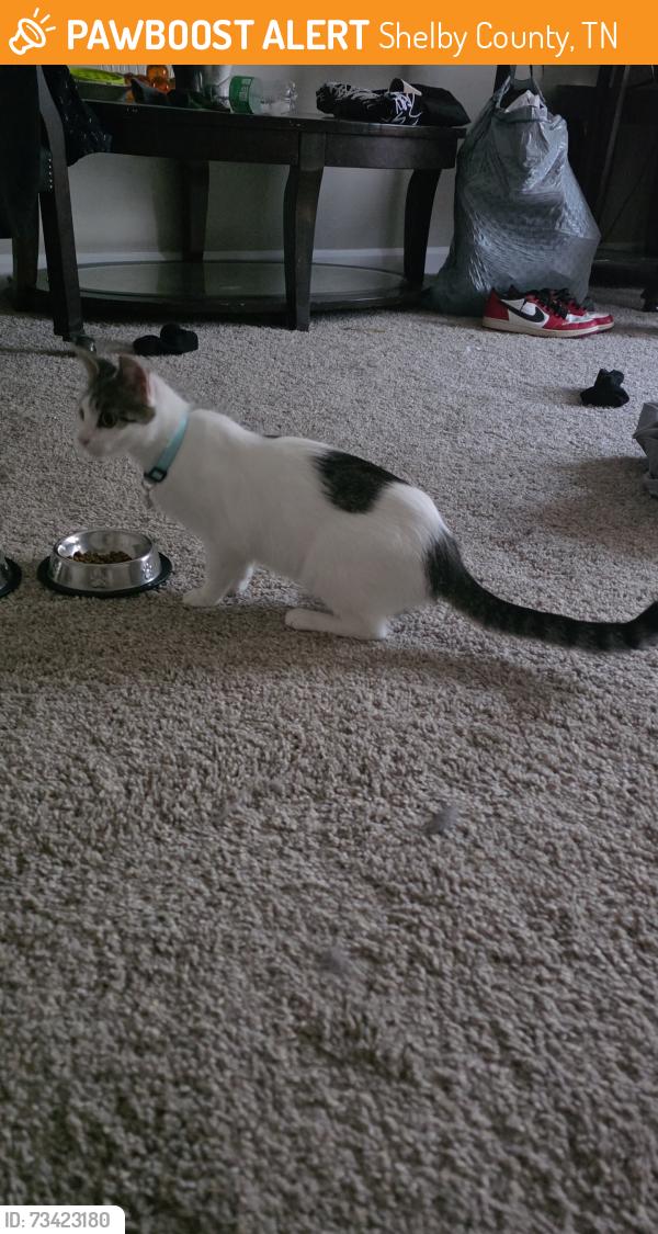 Found/Stray Female Cat last seen Greenside rd and crestfield rd, Shelby County, TN 38053