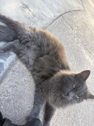 Found/Stray Male Cat last seen Devinshire ave, Manteca, CA 95336