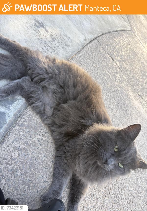 Found/Stray Male Cat last seen Devinshire ave, Manteca, CA 95336
