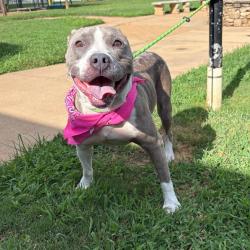 Shelter Stray Female Dog last seen , 328 Furman Hall Rd, Greenville, SC 29609, USA