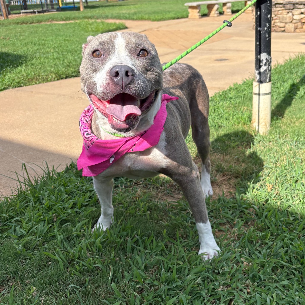 Shelter Stray Female Dog last seen , 328 Furman Hall Rd, Greenville, SC 29609, USA