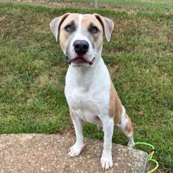 Shelter Stray Male Dog last seen , 328 Furman Hall Rd, Greenville, SC 29609, USA