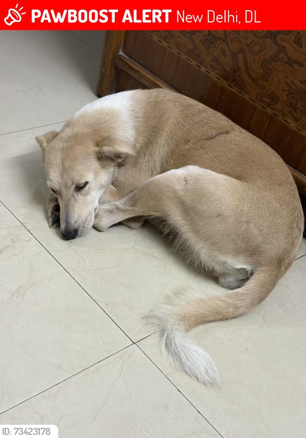 Lost Female Dog last seen Bluebells school international Kailash colony, New Delhi, DL 110048