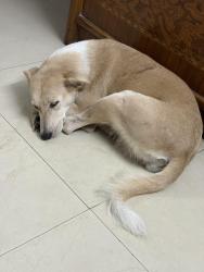 Lost Female Dog last seen Bluebells school international Kailash colony, New Delhi, DL 110048