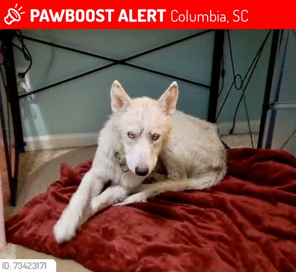 Lost Male Dog last seen S. Shields Rd & Firebridge Rd., Columbia, SC 29223