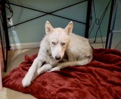 Lost Male Dog last seen S. Shields Rd & Firebridge Rd., Columbia, SC 29223