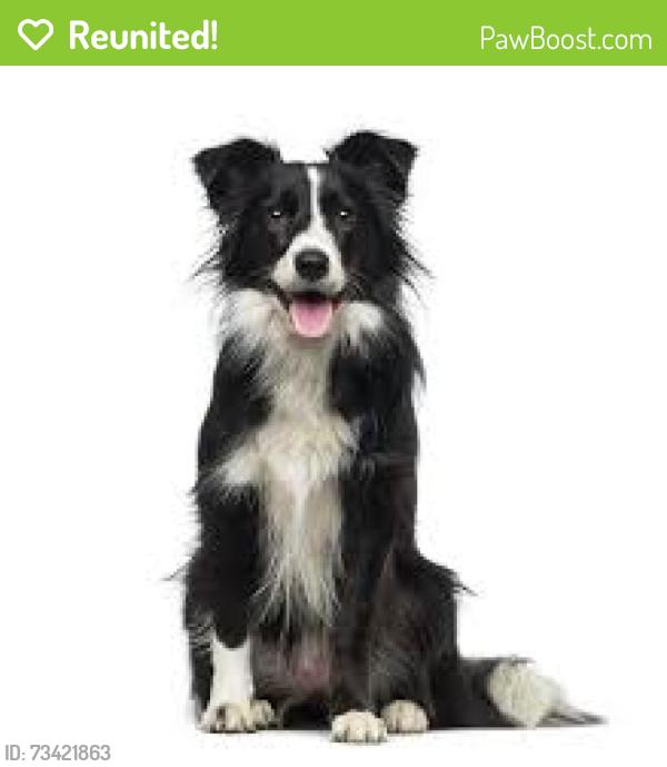 Reunited Male Dog last seen Eldorado Way, Leon Township, MN 55009