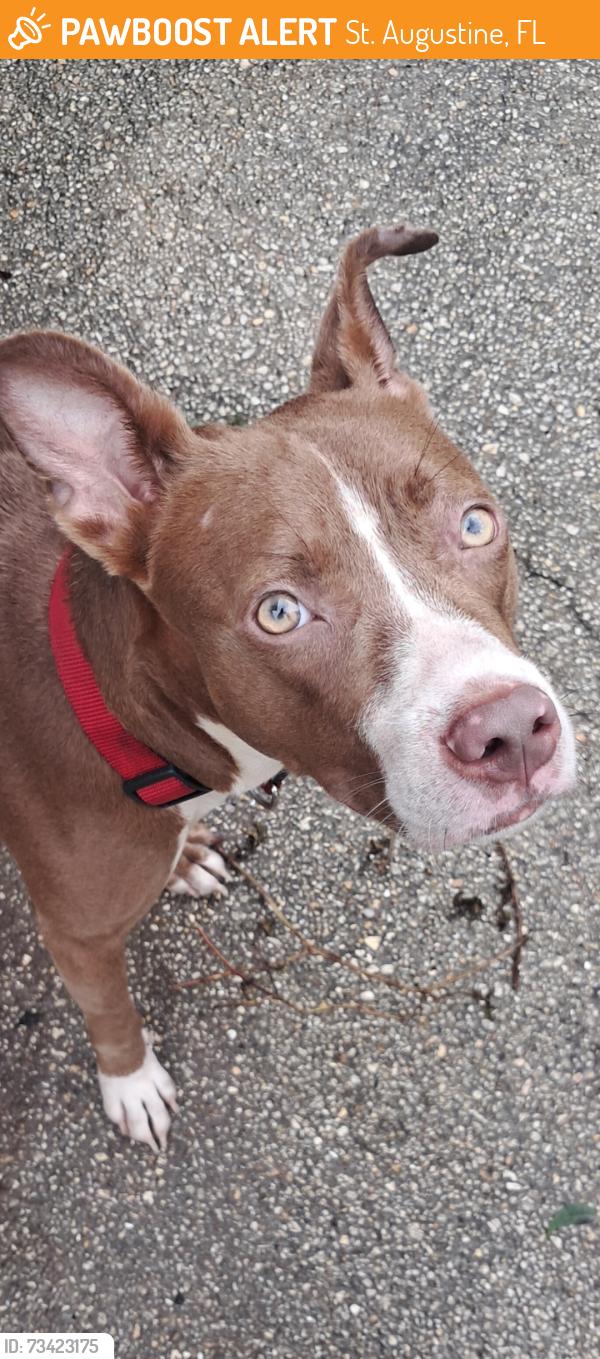 Found/Stray Female Dog last seen Rollins Avenue near Evelyn Hamblin school, St. Augustine, FL 32084