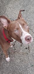 Found/Stray Female Dog last seen Rollins Avenue near Evelyn Hamblin school, St. Augustine, FL 32084