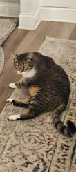 Found/Stray Male Cat last seen Neighborhood off Harrison Bridge road, Simpsonville, SC 29680