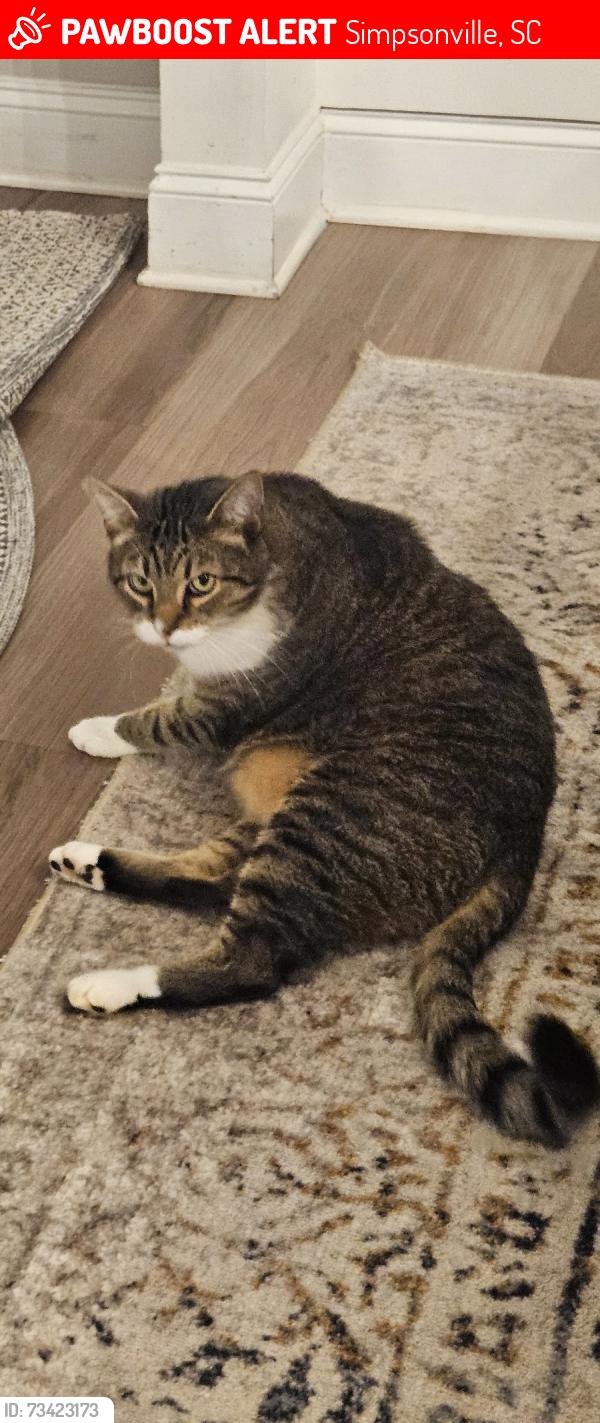 Found/Stray Male Cat last seen Neighborhood off Harrison Bridge road, Simpsonville, SC 29680