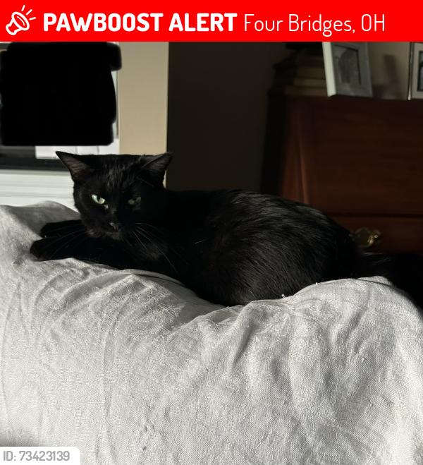 Lost Male Cat last seen Four Bridges Foxtail Lane, Four Bridges, OH 45044