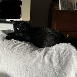 Lost Male Cat last seen Four Bridges Foxtail Lane, Four Bridges, OH 45044