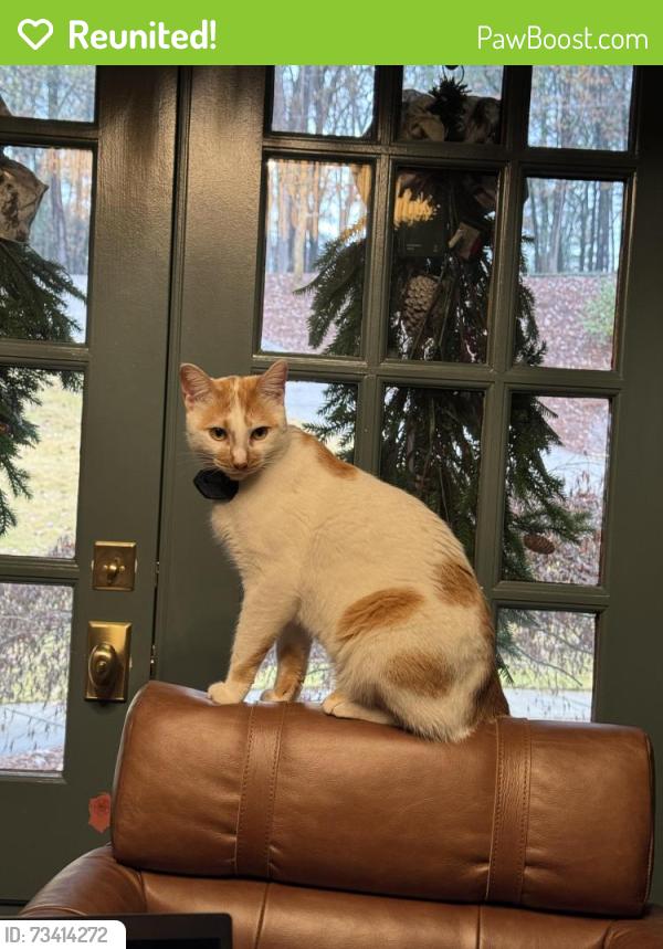 Reunited Male Cat last seen Old Mill Road, Cartersville, GA 30120