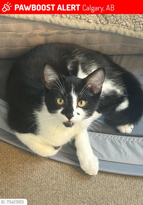 Lost Male Cat last seen 36th Street SE Calgary, Calgary, AB 