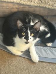 Lost Male Cat last seen 36th Street SE Calgary, Calgary, AB 