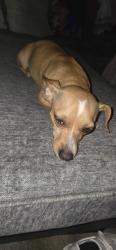 Found/Stray Female Dog last seen Fm 2911 Fm 2659, Big Sandy, TX 75755