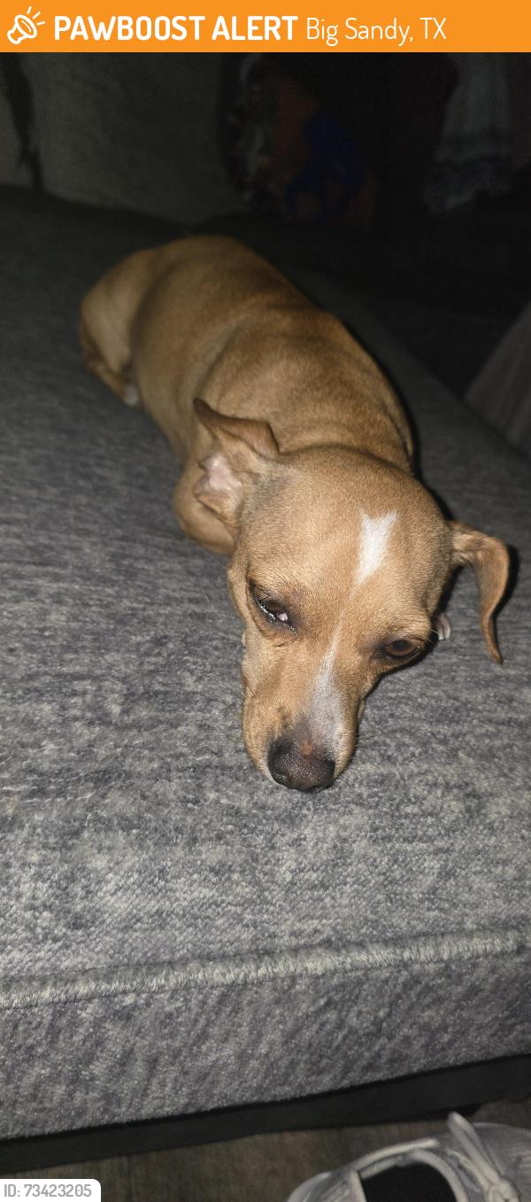 Found/Stray Female Dog last seen Fm 2911 Fm 2659, Big Sandy, TX 75755