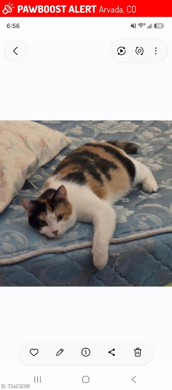 Lost Female Cat last seen Allison st and oberon rd, Arvada, CO 80004