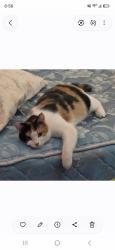 Lost Female Cat last seen Allison st and oberon rd, Arvada, CO 80004