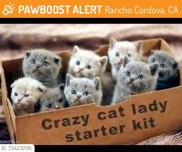 Found/Stray Unknown Cat last seen mill tower, la rue way, folsom / coloma, Rancho Cordova, CA 95670
