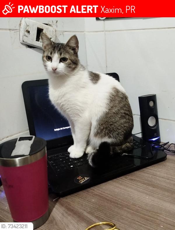Lost Female Cat last seen Waldemar loureiro campos, Xaxim, PR 
