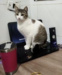 Lost Female Cat last seen Waldemar loureiro campos, Xaxim, PR 