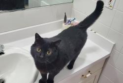 Lost Male Cat last seen Three rod rd and Broadway Alden ny, Alden, NY 14004