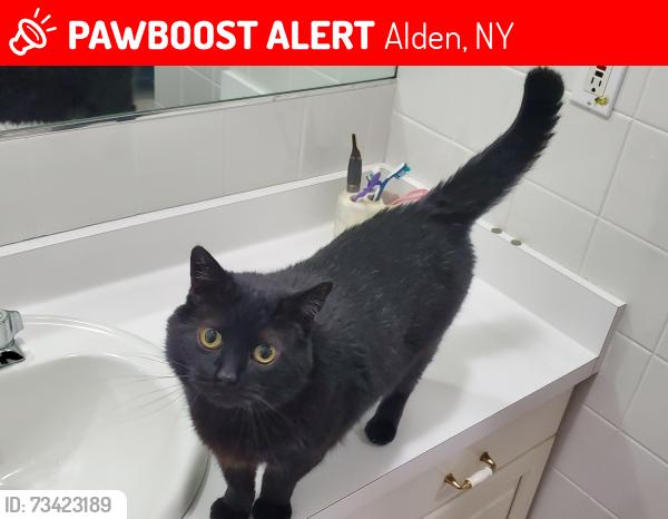 Lost Male Cat last seen Three rod rd and Broadway Alden ny, Alden, NY 14004