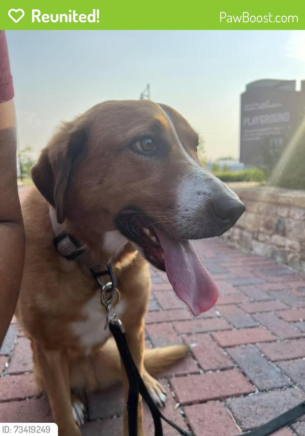 Reunited Male Dog last seen Old Cornelia Hwy, Lula, GA 30554